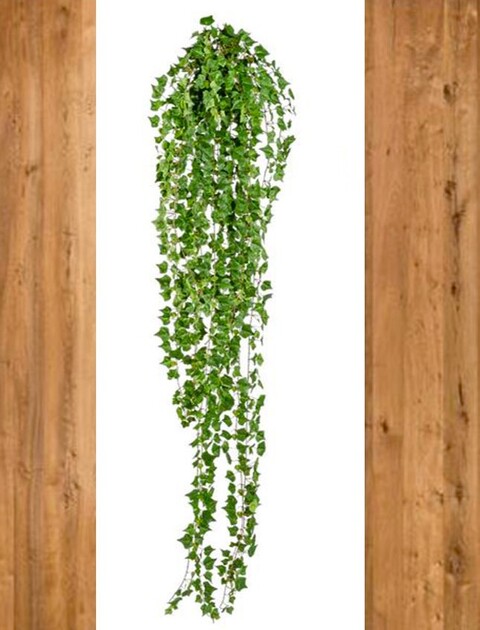 Edera Cadente Inglese  - Sconti per Fioristi e Aziende - H 180  con 1076 foglie