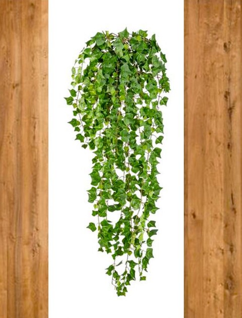 Edera Cadente Inglese - Sconti per Fioristi e Aziende - H 115 con 618 foglie