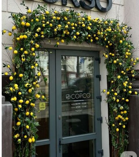 Limoni x 6  steccati H 13 - Sconti per Fioristi e Aziende .