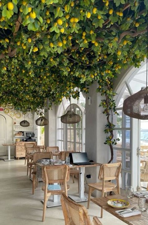 Limoni x 6  steccati H 13 - Sconti per Fioristi e Aziende .