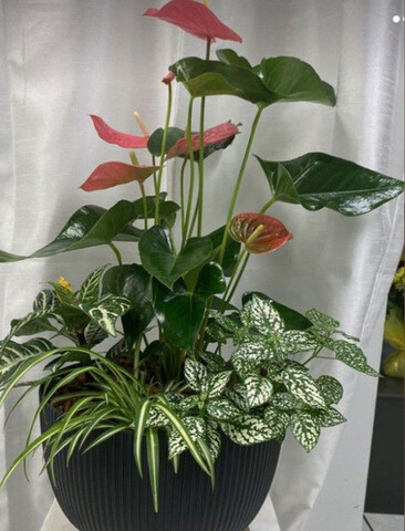 Anturium plant x 2 Artificiale in poliestere - Sconti per Fioristi e Aziende