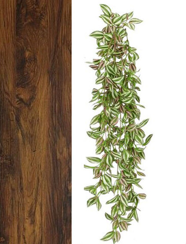 Tradescanzia cadente H 60  - Sconti per Fioristi e Aziende - Verde in 2 modelli