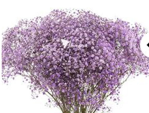 Gypsofilla Naturale Stabilizzata Busta gr. 100 - Sconti per Fioristi e Aziende