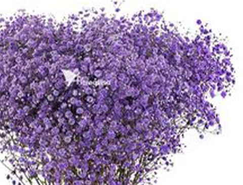 Gypsofilla Naturale Stabilizzata Busta gr. 100 - Sconti per Fioristi e Aziende