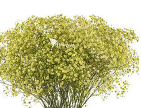 Gypsofilla Naturale Stabilizzata Busta gr. 100 - Sconti per Fioristi e Aziende