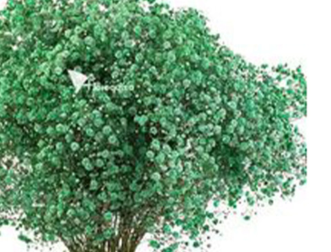 Gypsofilla Naturale Stabilizzata Busta gr. 100 - Sconti per Fioristi e Aziende