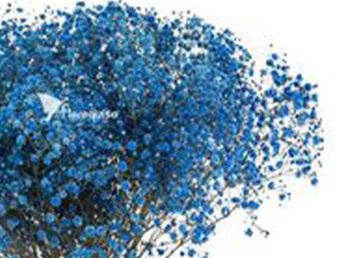 Gypsofilla Naturale Stabilizzata Busta gr. 100 - Sconti per Fioristi e Aziende