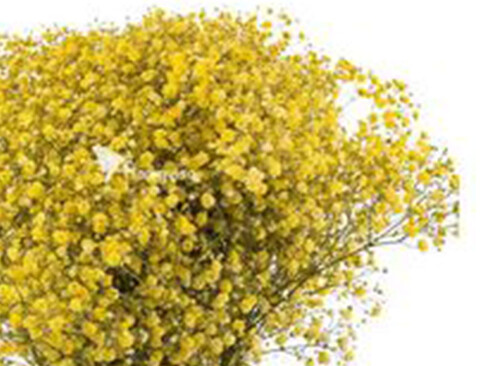 Gypsofilla Naturale Stabilizzata Busta gr. 100 - Sconti per Fioristi e Aziende