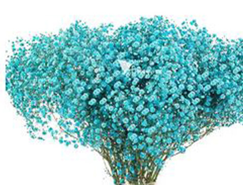 Gypsofilla Naturale Stabilizzata Busta gr. 100 - Sconti per Fioristi e Aziende