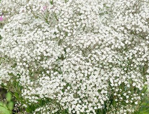 Gypsofilla Naturale Stabilizzata Busta gr. 100 - Sconti per Fioristi e Aziende