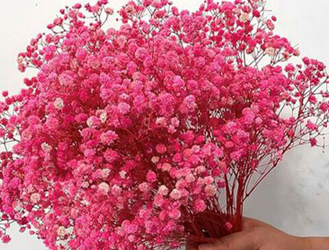 Gypsofilla Naturale Stabilizzata Busta gr. 100 - Sconti per Fioristi e Aziende