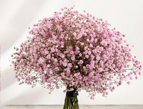 Gypsofilla Naturale Stabilizzata Busta gr. 100 - Sconti per Fioristi e Aziende