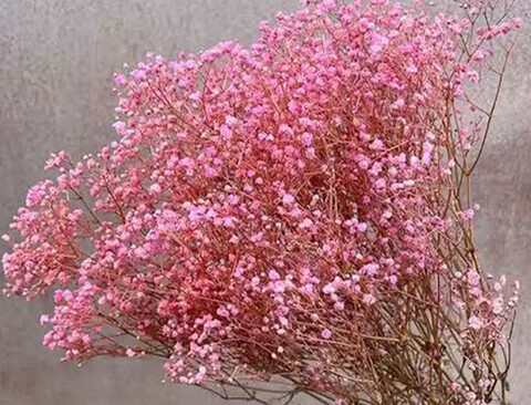 Gypsofilla Naturale Stabilizzata Busta gr. 100 - Sconti per Fioristi e Aziende