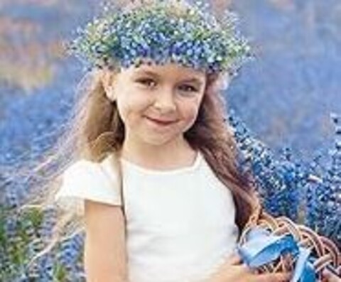 Gypsofilla Naturale Stabilizzata Busta gr. 100 - Sconti per Fioristi e Aziende