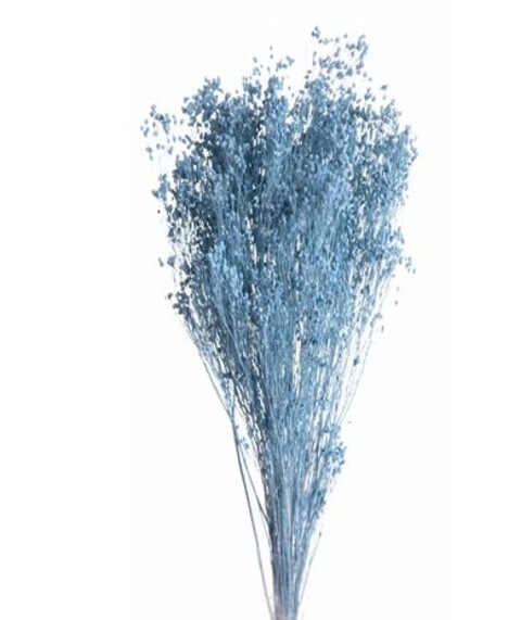 Broom Bloom Naturale colorato Gr. 100 - Sconti per Fioristi e Aziende