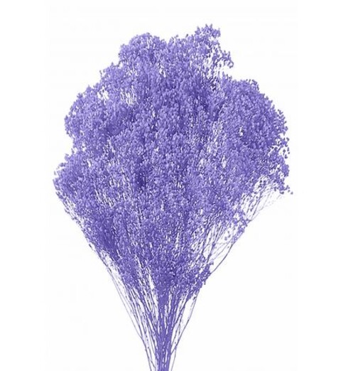 Broom Bloom Naturale colorato Gr. 100 - Sconti per Fioristi e Aziende