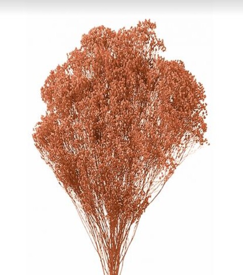 Broom Bloom Naturale colorato Gr. 100 - Sconti per Fioristi e Aziende