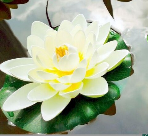 Ninfea Galleggiante dm.18 H12 - Sconti per Fioristi e Aziende - In Polifoam