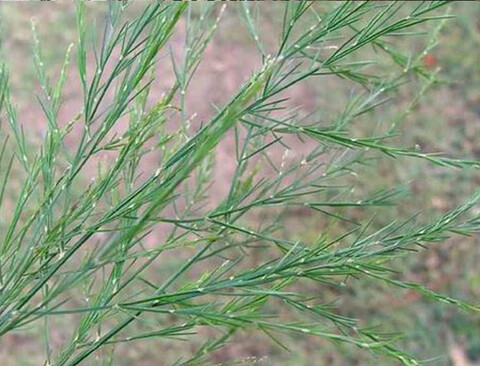 Asparago Vergatus x 10  - Sconti per Fioristi e Aziende - gr.100  Preservato Naturale