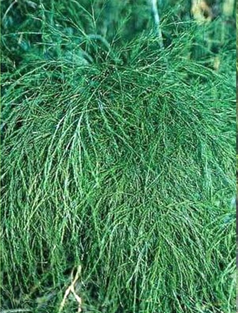 Asparago Vergatus x 10  - Sconti per Fioristi e Aziende - gr.100  Preservato Naturale