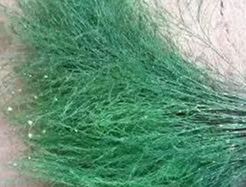 Asparago Vergatus x 10  - Sconti per Fioristi e Aziende - gr.100  Preservato Naturale