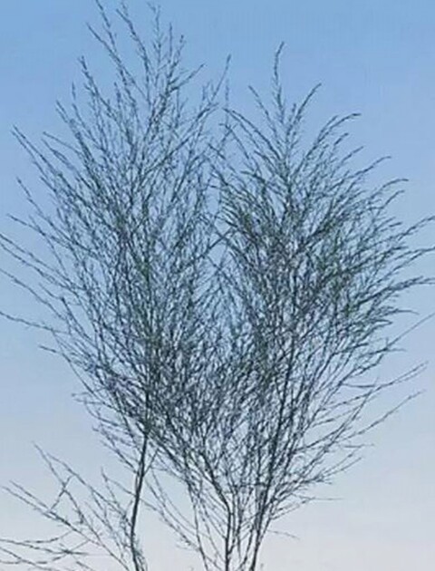 Asparago Vergatus x 10  - Sconti per Fioristi e Aziende - gr.100  Preservato Naturale