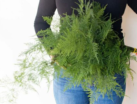 Asparago Plumoso Naturale- Sconti per Fioristi e Aziende  - Preservato x 10 steli H 40/60