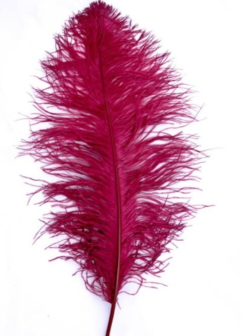 Piume di struzzo cm. 60/70  - Sconto per Fioristi e Aziende - in vari colori
