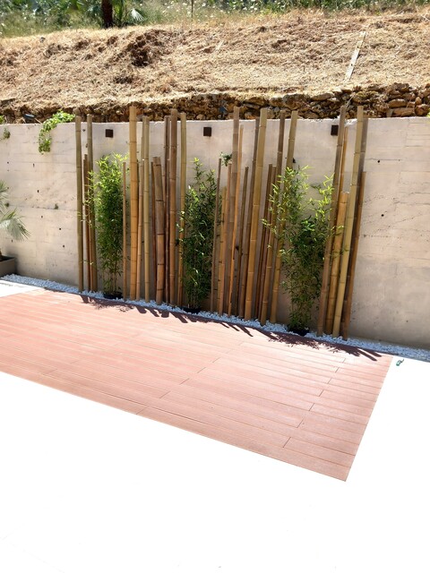 Canna Bamboo dm. 7/9  - Sconti per Fioristi e Aziende . - Alte cm. 200-250-300