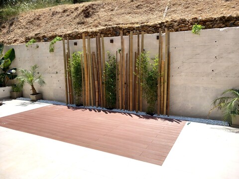 Canna Bamboo dm. 7/9  - Sconti per Fioristi e Aziende . - Alte cm. 200-250-300