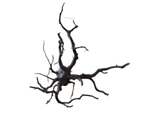 Radice Black Spider cm 80/100 - Prodotto Naturale trattato  - Legno Scuro cm 80/100
