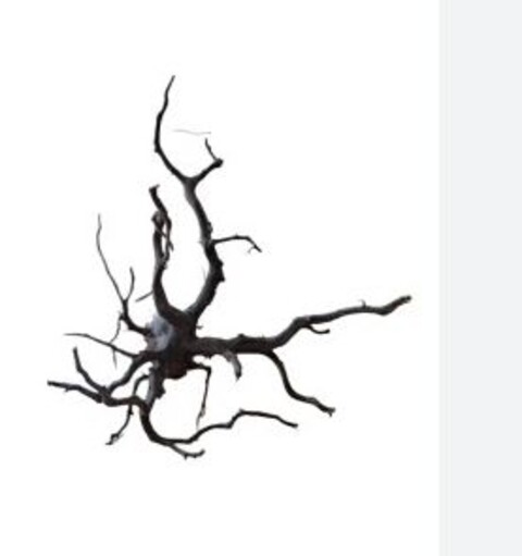 Radice Black Spider - Prodotto Naturale trattato - Legno scuro cm 40/50