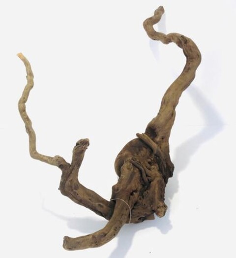 Radice Black Spider - Prodotto Naturale trattato - Legno scuro cm 40/50