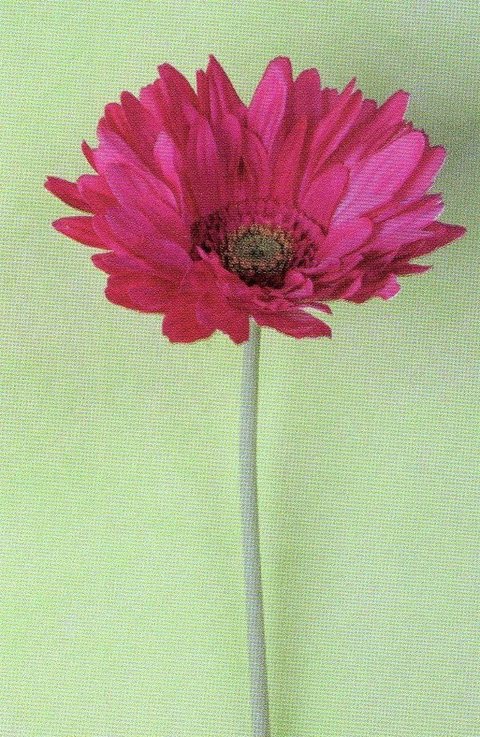 Gerbera Large Artificiale H 75 in poliestere - Sconti per Fioristi e Aziende