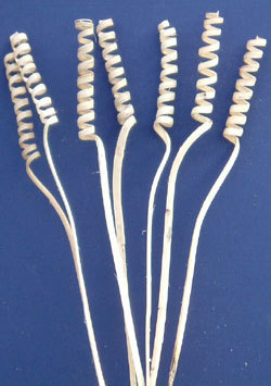 Cane Spring naturale H 70/80 - 100 - Sconti per Fioristi e Aziende