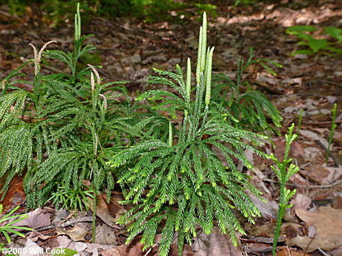 Erica Moss stabilizzata - Licopodium  busta da Gr 500 - Sconti per Fioristi e Aziende