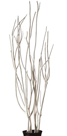 Mitzumata Sbiancata H 120 - Sconti per Fioristi e Aziende  - Mazzo Sbiancato x  3 rami