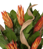 Protea repens x 10 naturale stabilizzata - Sconti per Fioristi e Aziende