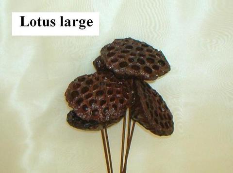 Lotus x 5 Steccato  Naturale Secco - Sconti per Fioristi e Aziende