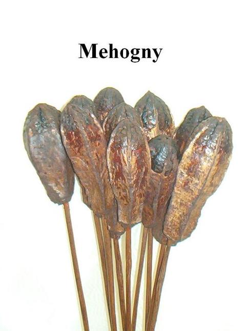 Mehogny Naturale H 65 Steccato Conf. 6 pezzi - Sconti per Fioristi e Aziende