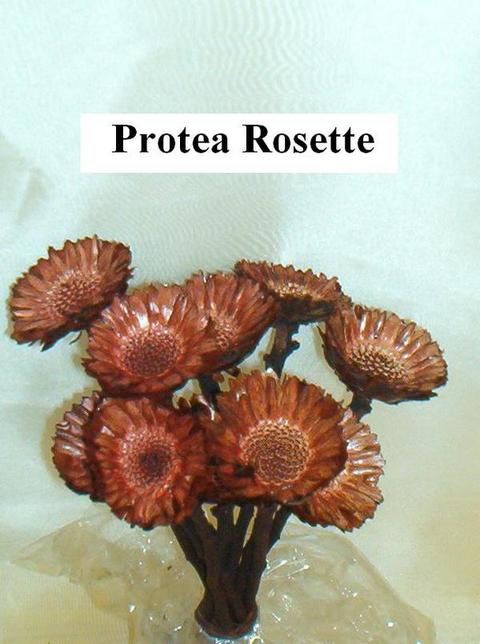 Protea Rosetta x 10 naturale stabilizzata - Sconti per Fioristi e Aziende
