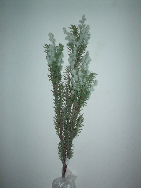 Acacia Selvatica Floccata- H 100 Bianca e Gialla - Sconti per Fioristi e Aziende