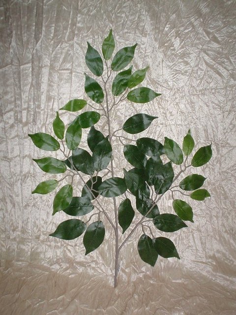 Ficus Benjamin x 43 verde - Sconti per Fioristi e Aziende