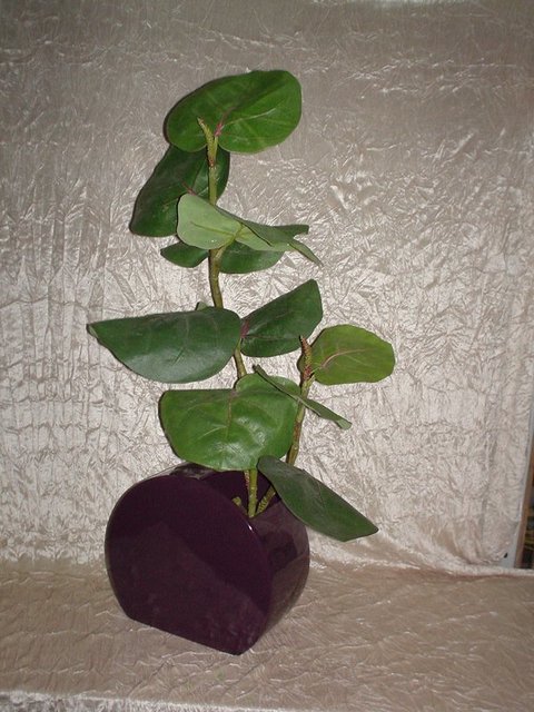 Sea Grape x 2 con 14 foglie - Sconti per Fioristi e Aziende  - Artificiale in Poliestere