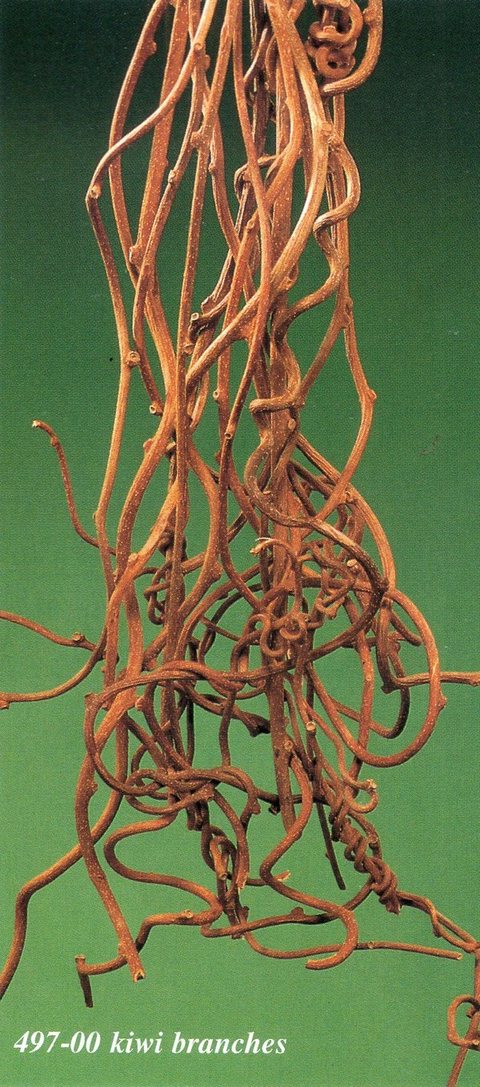 Kiwi Rami Contorti Naturali  - Sconti per Fioristi e Aziende - Mazzo H 100 x 10 rami