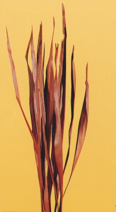 Tipha Leaves Glitterate H 150 - Sconti per Fioristi e Aziende  - Confezione gr. 250