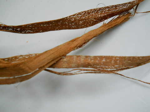 Fascio Naturale di Browney Skeleton  gr. 250 alto cm. 80 - Sconti per Fioristi e Aziende