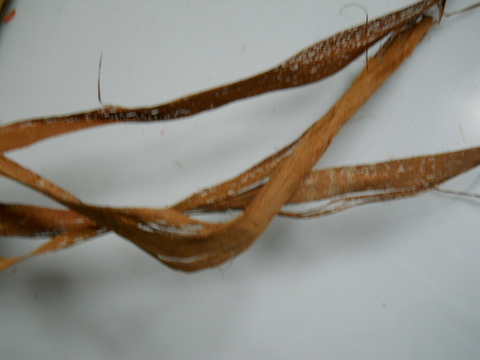 Fascio Naturale di Browney Skeleton  gr. 250 alto cm. 80 - Sconti per Fioristi e Aziende