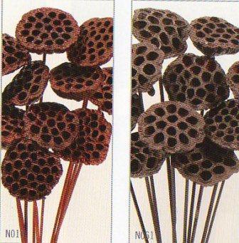 Lotus x 5 Steccato  Naturale Secco - Sconti per Fioristi e Aziende