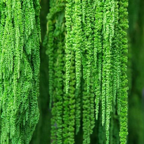 Amaranthus caudatum stabilizzato - Sconti per Fioristi e Aziende . - H 90/110